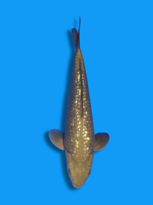 Ginrin Chagoi | Koi&Co.